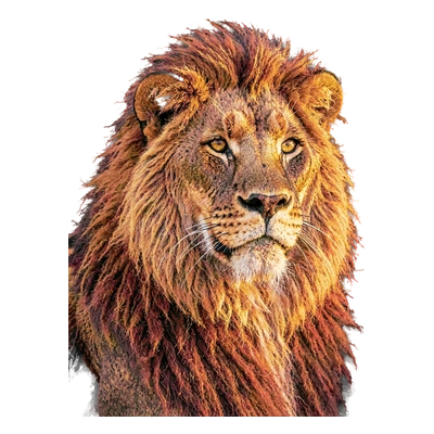 Simba-Moto the Sunmaned