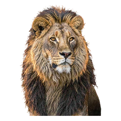 Simba Goldmane