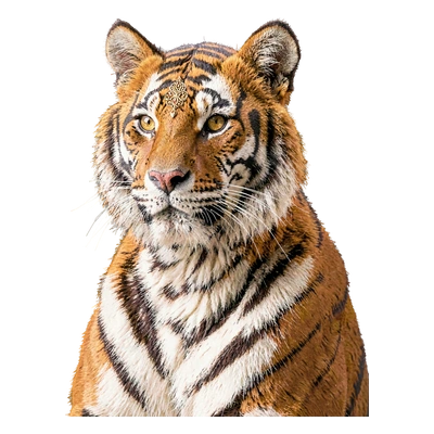 Rajni Stripeheart