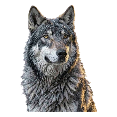 The Silver Pack Alpha